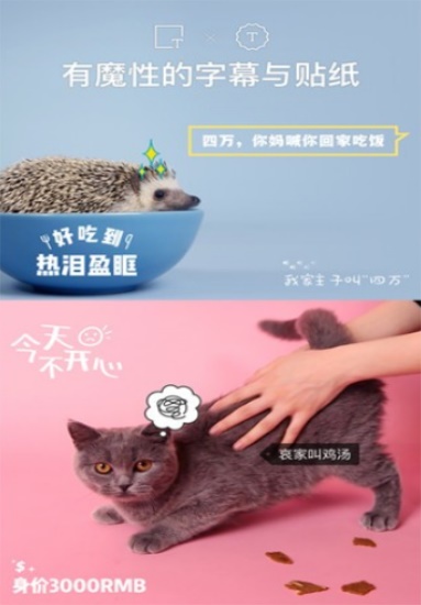 猫饼短视频app