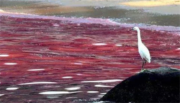 支付宝有一种叫红色幽灵的海洋污染现象是指的什么