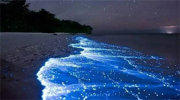 支付宝神奇海洋海洋在白天呈红色夜晚出现蓝眼泪是什么原因